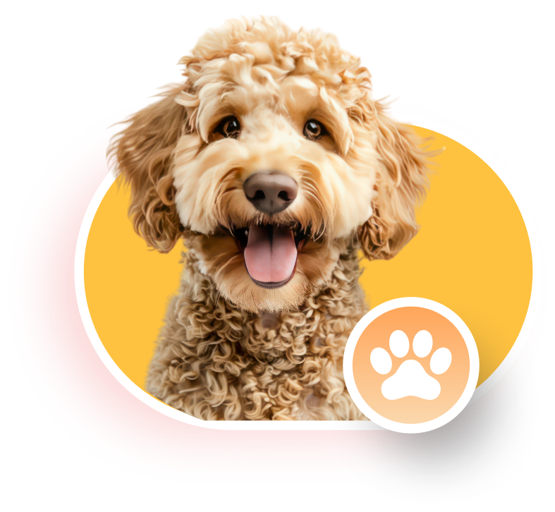 petsitter